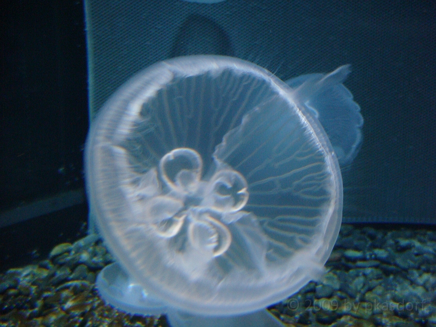 Baltimore [2009 July 02] 185.JPG - Scenes from Baltimore's Inner Harbor.